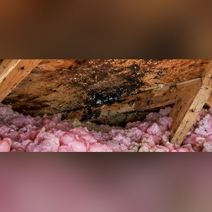 attic moisture stain